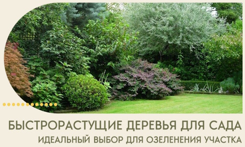 Быстрорастущие деревья для сада идеальный выбор в Югорске