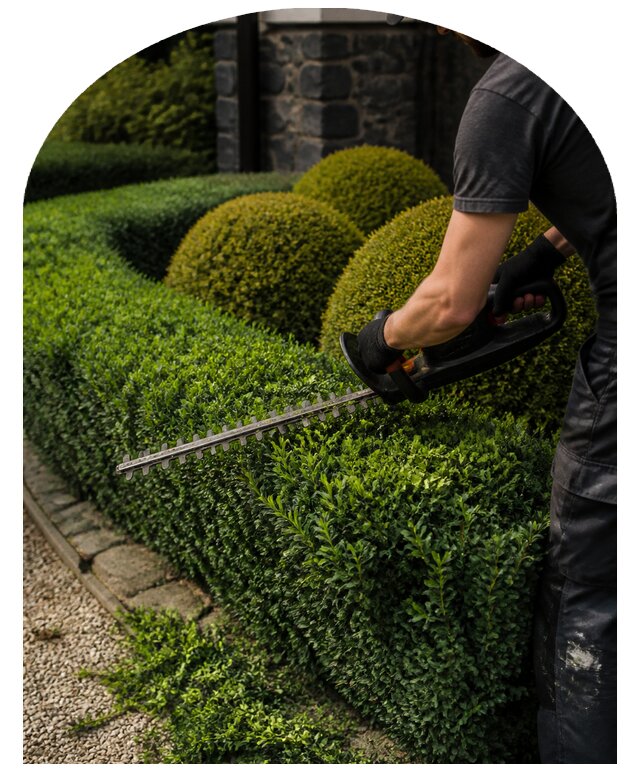 Профессиональная стрижка кустарников на участках в Югорске